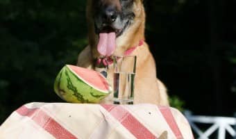 These yummy homemade hypoallergenic dog treat recipes are perfect for dogs with sensitivities to lactose and other rich ingredients. Plus they're easy!