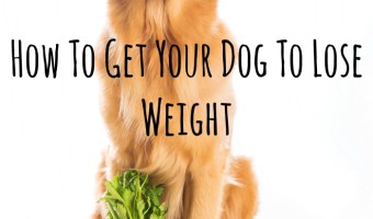 Check out some easy and sensible ways to help your dog lose weight without spending a fortune or making Fido miserable by resorting to the green bean diet.