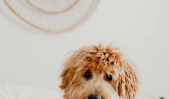 Many people wonder how to store dog food. The main thing is to keep it somewhere safe from outside elements as well as various vermin and pests.