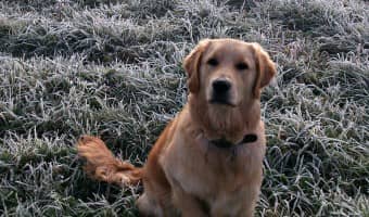 Choosing a hypoallergenic diet for dogs is something that requires great care. How do you know if your dog really needs it, though? Check out the symptoms of sensitivities in dogs that may require a hypoallergenic diet.