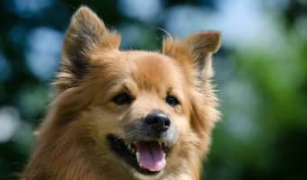 While hypoallergenic dog food has traditionally come in one size, more and more companies are offering hypoallergenic dog kibble for smaller dogs.