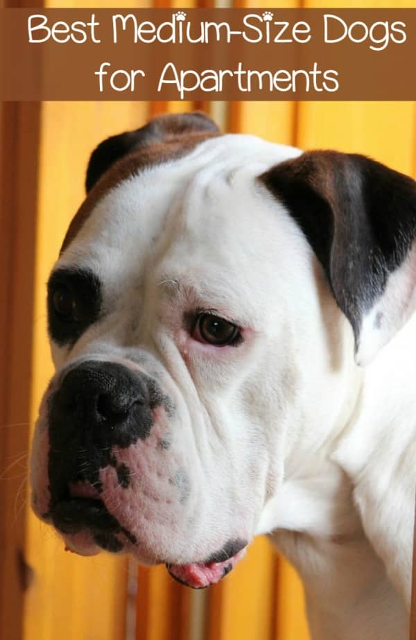 apartment dog weight limit apartment dog weight limit