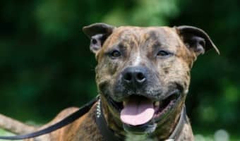 Follow these pitbull puppy training tips when practicing obedience training to get the best possible results. Obedience training is important for a puppy.