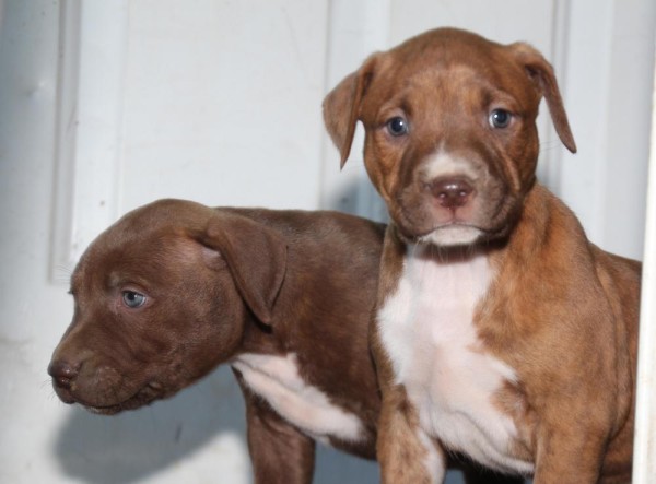 Pitbull Puppy Training Tips - Banish Biting - Dog Vills