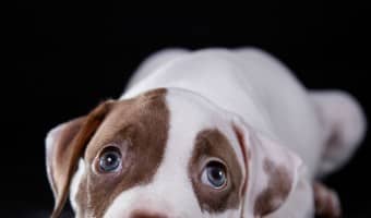 Is your sweet little bully furbaby giving you some not-so-sweet nips during play? Check out our pitbull puppy training tips to nip the biting in the bud!