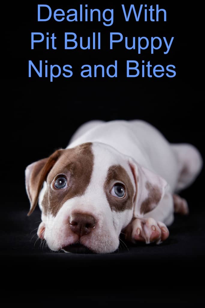 Pitbull Puppy Training Tips Nipping Bites in the Bud