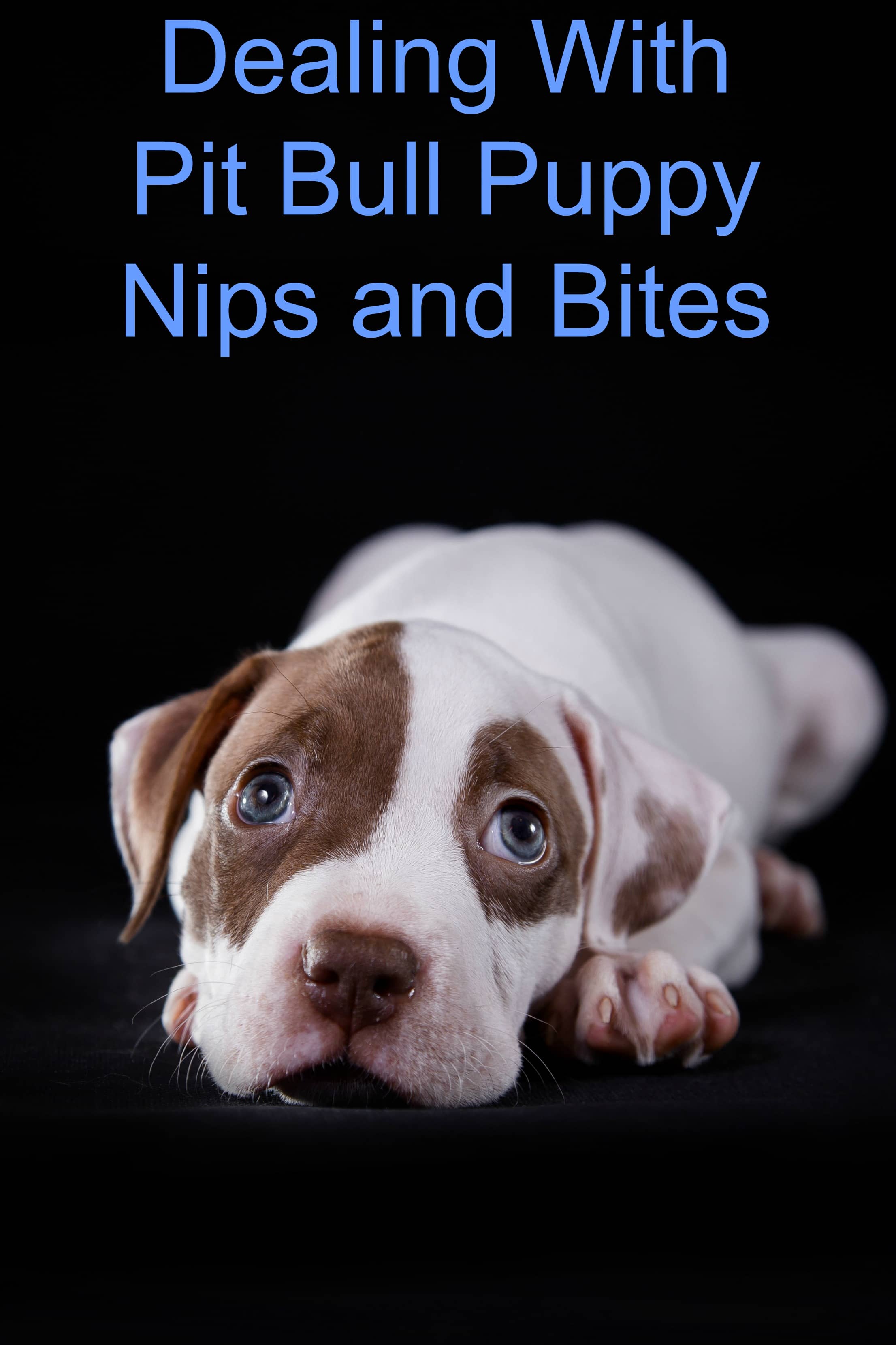 pitbull nipping nips biting dogvills pitty