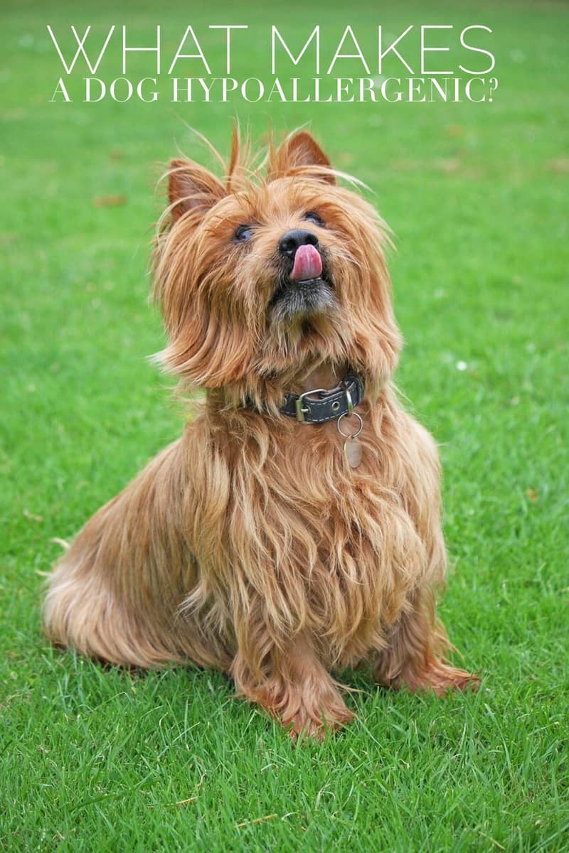 What Makes a Hypoallergenic Dog Hypoallergenic?