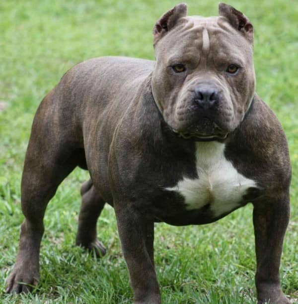 Today, in pitbull puppy training tips, we'll discuss how to potty train your puppy fast. There's no magic bullet, but these tips can help make it easier.