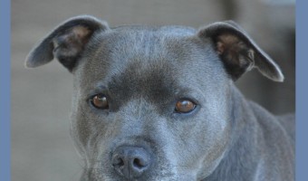 You might think you need Pitbull puppy training tips on training up your Blue Nose Pit, but a Blue Nose Pit is no different than any other Pit.