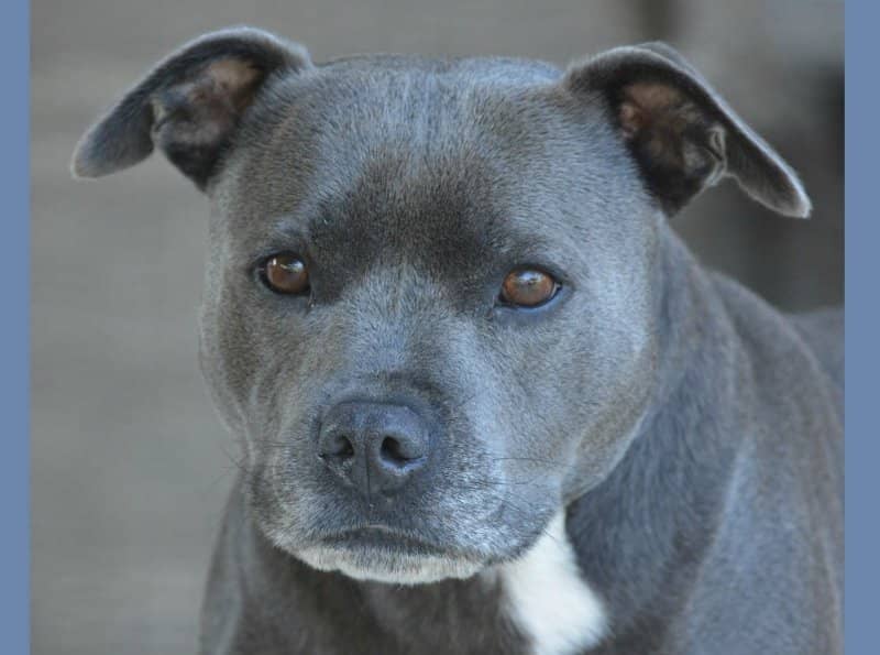 Pitbull Puppy Training Tips: The Blue Nose Pit - DogVills