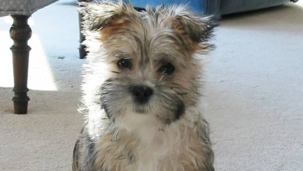 Messy Small Hypoallergenic Dogs: The Cairn Terrier