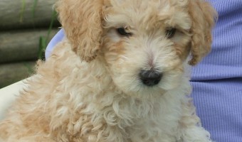 The Cockapoo is one of the most outdoorsy of the small hypoallergenic dogs. The Cockapoo is one of the most loving - and dirty - small hypoallergenic dogs.
