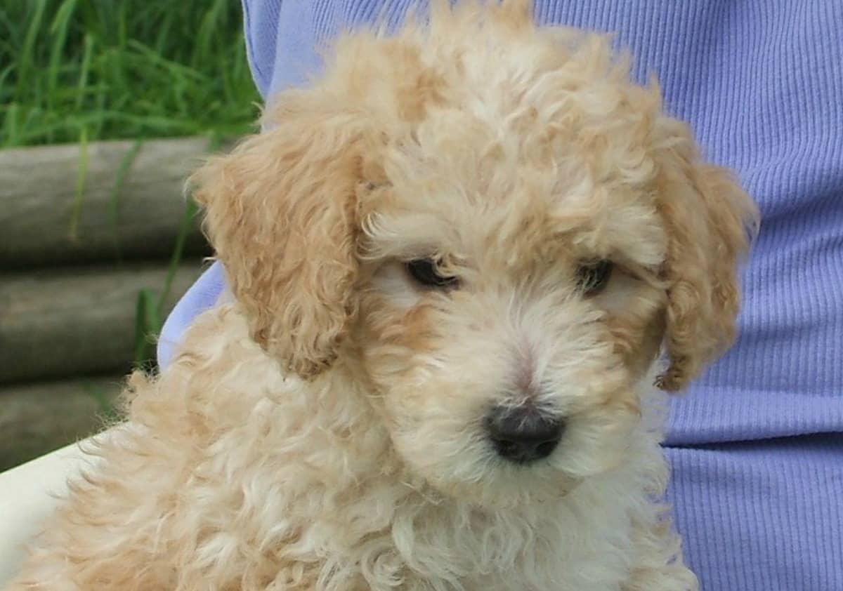 Cockapoo: Small Hypoallergenic Dogs that Love Messes