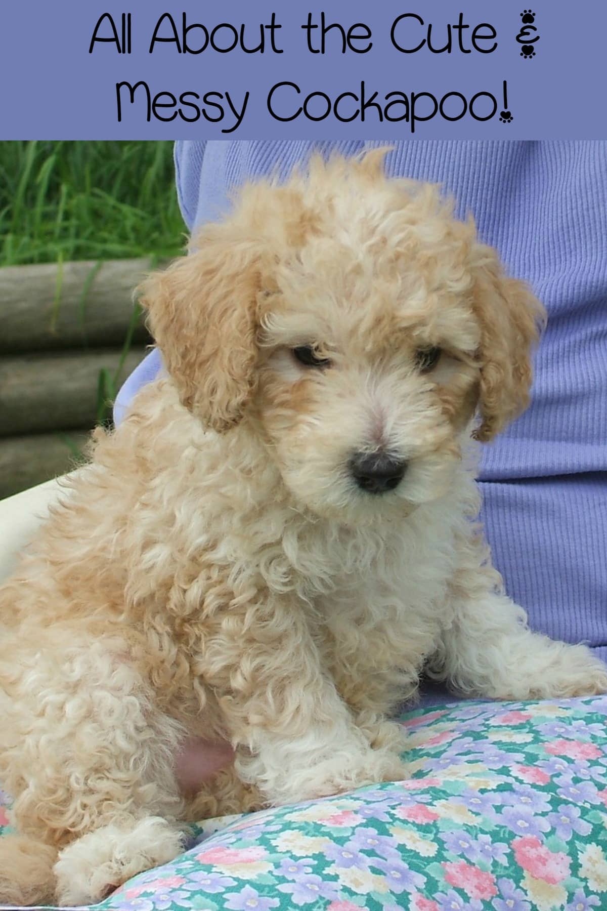 Cockapoo: Small Hypoallergenic Dogs that Love Messes