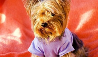 Hypoallergenic dogs, or dogs that don't shed are great for allergies and keeping the house hair-free. These 5 small hypoallergenic dogs are adorable.
