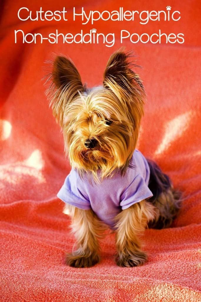 5 cute small hypoallergenic dogs that don't shed - dogvills