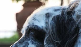Hot spots on dogs are nothing to take lightly. You can treat them yourself, but the best course of action is to prevent hot spots on dogs when possible.