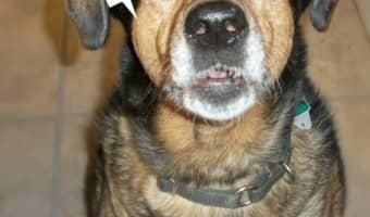 Want to achieve and maintain a healthy weight for your dogs? Consistency is the key, along with the right food and exercise. Check out great tips from Hills! #PerfectWeight