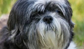 Meet the Shih Tzu - The Ultimate House Dog