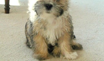 There are some small hypoallergenic dogs that can get extra dirty. One of the hypoallergenic dogs that tends to get dirty and stinky is the Cairn Terrier.