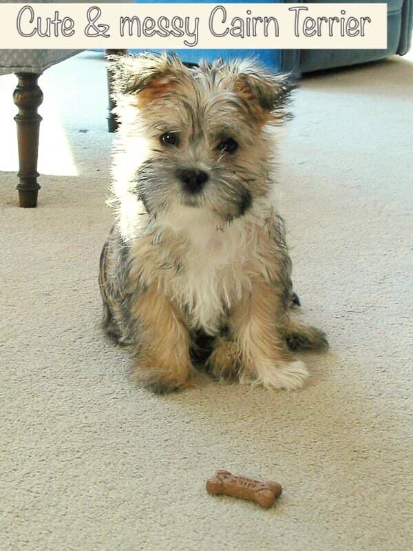 messy small hypoallergenic dogs: the cairn terrier