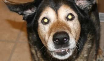 Want to see your dogs go totally bonkers for a treat? Give them goodies from Only Natural Pet! With wholesome ingredients, you'll feel good about them too!