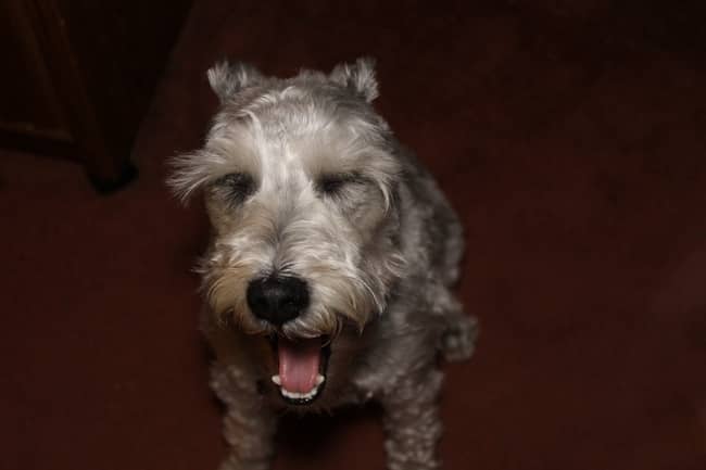 The Mini Schnauzer: My All-Time Favorite Hypoallergenic Dog