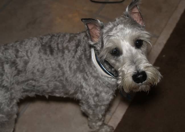 The Mini Schnauzer: My All-Time Favorite Hypoallergenic Dog