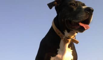 Even if you follow all my pitbull puppy training tips, you might need some extra help. Pitbull puppy training classes are a great way to close that gap.