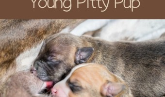 Sometimes a Pitbull puppy needs a little help on the nutrition front, especially if it's young. Here are some tips on caring for a young Pitbull puppy.