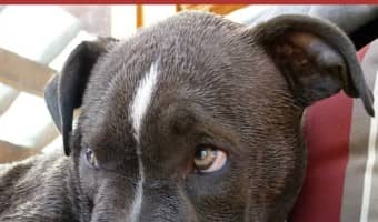 This installment of Pitbull puppy training tips will help teach you how to get your puppy to listen. These training tips work for any puppy.
