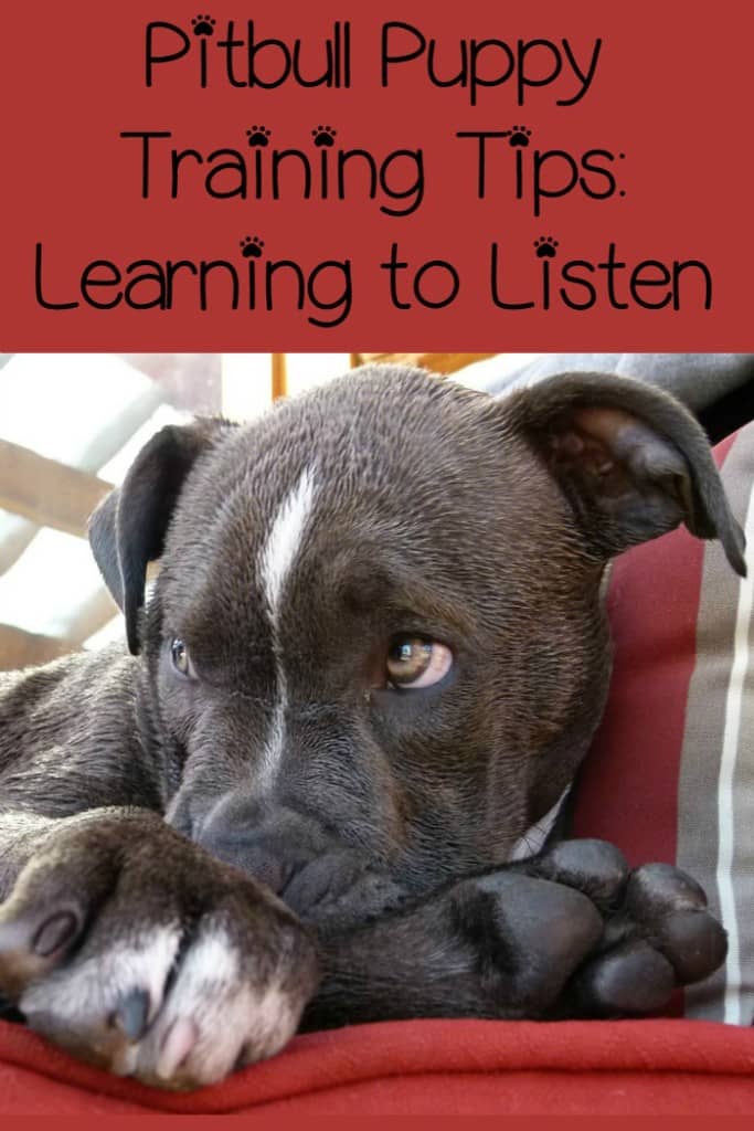Pitbull Puppy Training Tips: Learning to Listen