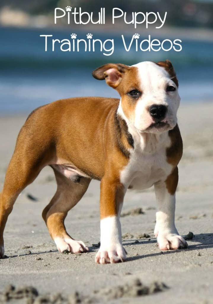 Exercise For Pitbull Puppies
