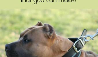 I've brought you tons of Pitbull puppy training tips over the last few weeks. One of my biggest Pitbull puppy training tips is avoiding one major mistake.