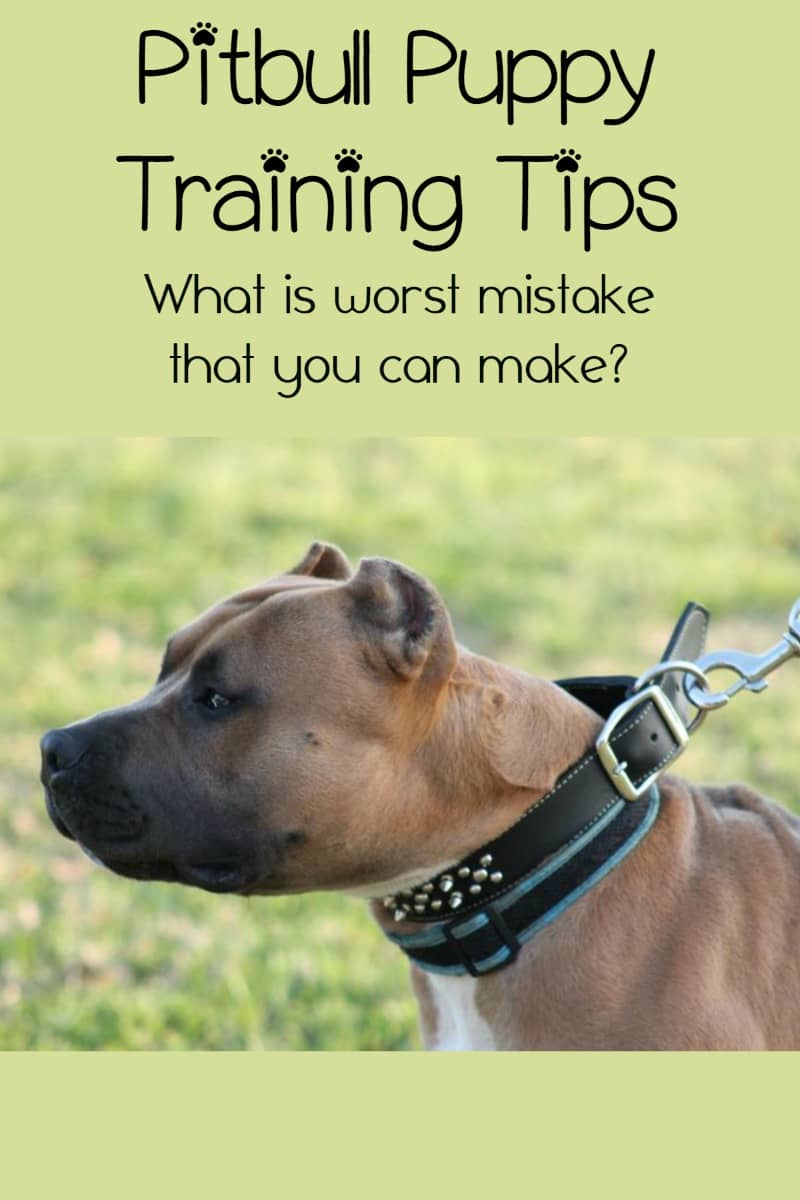 Pitbull Puppy Training Tips The Biggest Mistake Owners