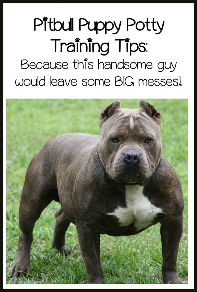 Pitbull Puppy Training Tips - Quick and Easy Potty ...