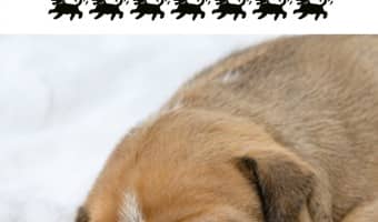 These Pitbull puppy training tips show you the best way to train your pit pup. The main thing to remember in my Pitbull puppy training tips is patience.