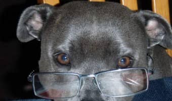Pitbull puppy training tips is back, and I'm going to tell you when you should start training your pup. The answer is immediately - just in small doses.