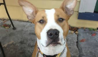 Follow these Pitbull puppy training tips to quickly and easily teach your pit to sit. Teaching your Pitbull puppy to seat is much easier than you think!