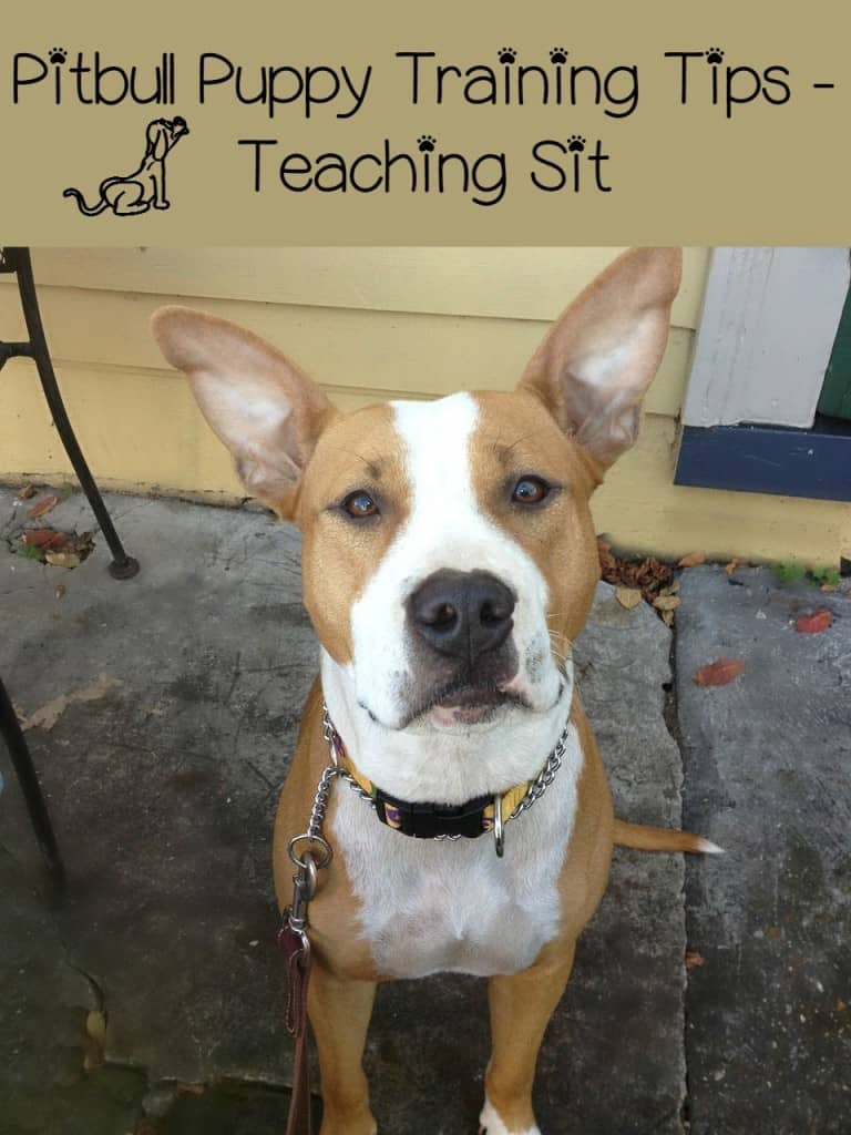 Pitbull Puppy Training Tips - Teaching Sit - DogVills