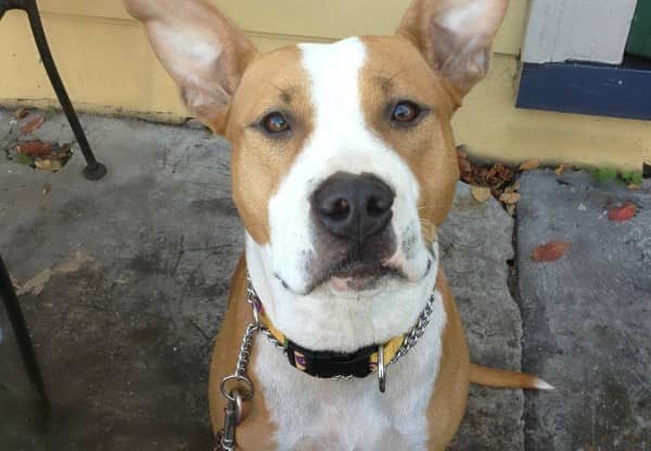 Follow these Pitbull puppy training tips to quickly and easily teach your pit to sit. Teaching your Pitbull puppy to seat is much easier than you think!