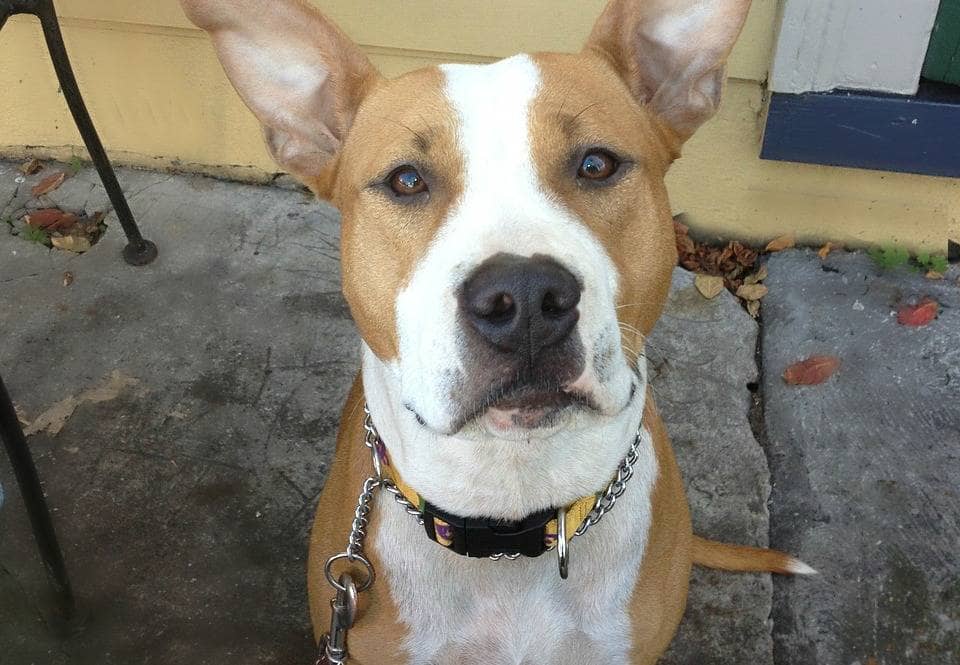 Pitbull Puppy Training Tips Teaching Sit DogVills