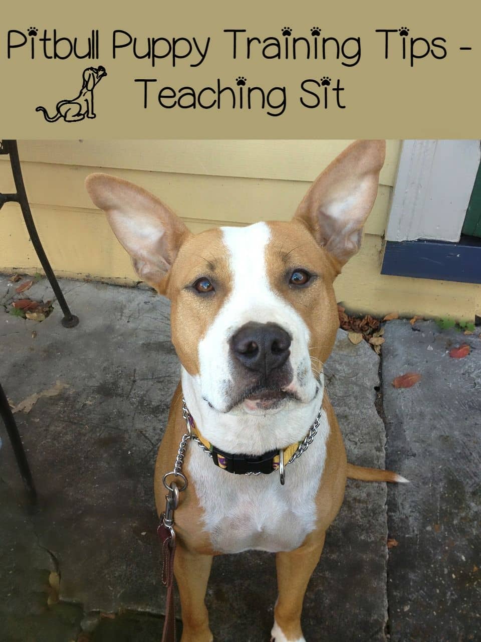 pitbull puppy tips pitbull puppy tips teaching sit dogvills pitbull puppy tips pitbull puppy tips teaching sit dogvills