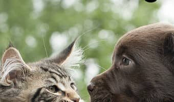 Wondering how to introduce cats & dogs so they'll become bff's instead of sworn enemies? Check out our tips to get your furry friends friendly in no time!