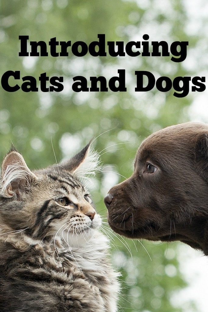 How to Introduce Cats & Dogs without Fights