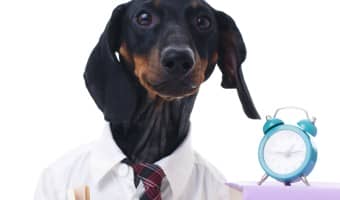 Not sure what to feed your dog? Can't understand all the jargon used on the back of the dog food bag? Check out our favorite books on dog nutrition.