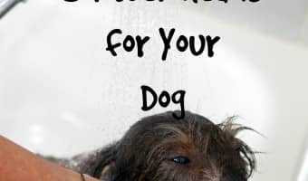 Take the chore out of bathing Fido by installing one of these best shower heads for your dog! We'll give you the rundown on the most popular models.