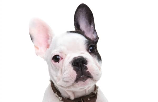 We all know that having a pet can help relieve symptoms of depression, but do some do it better than others? Read on to learn about the best dog breeds that fight depression! 