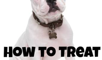 If your dog is scratching like crazy at his ears, he may have ear mites. Find out what you can do to help, including home treatment options & vet options.